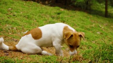 Komik köpek Jack Russell Terrier ormanda oturur ve sahibini bekler.