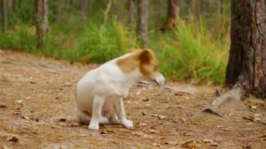 Köpek Jack Russell Terrier ormanın içinde oturur ve sahibini arar.