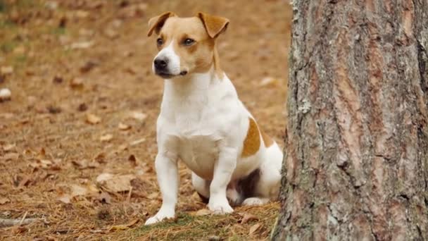 Divertente cane jack russell terrier si siede nella foresta e in attesa del suo proprietario — Video Stock