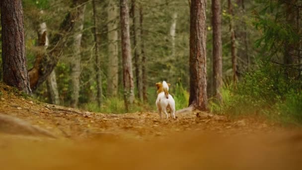 Funny dog jack russell terrier corre en el bosque de otoño — Vídeo de stock