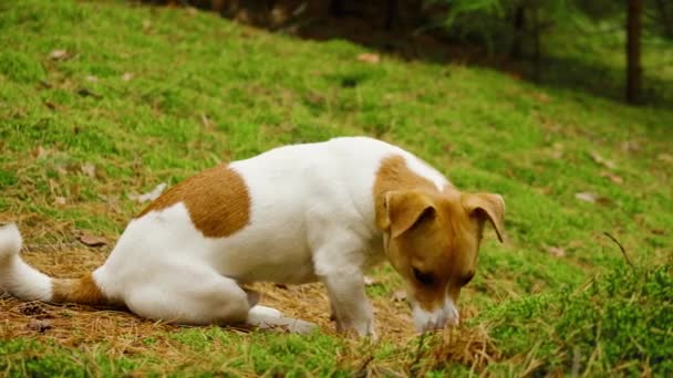 Grappige hond Jack Russell terriër zit in het bos en wacht op zijn eigenaar — Stockvideo