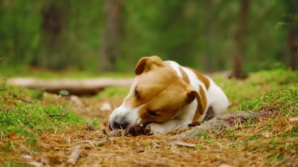 在秋天的森林里，狗儿杰克 · 鲁塞尔在吃树枝 — 图库视频影像