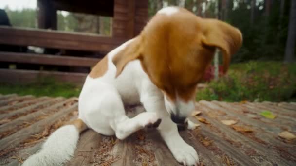 Dog jack russell terriër liegt en krabt zijn oren op de houten grond — Stockvideo
