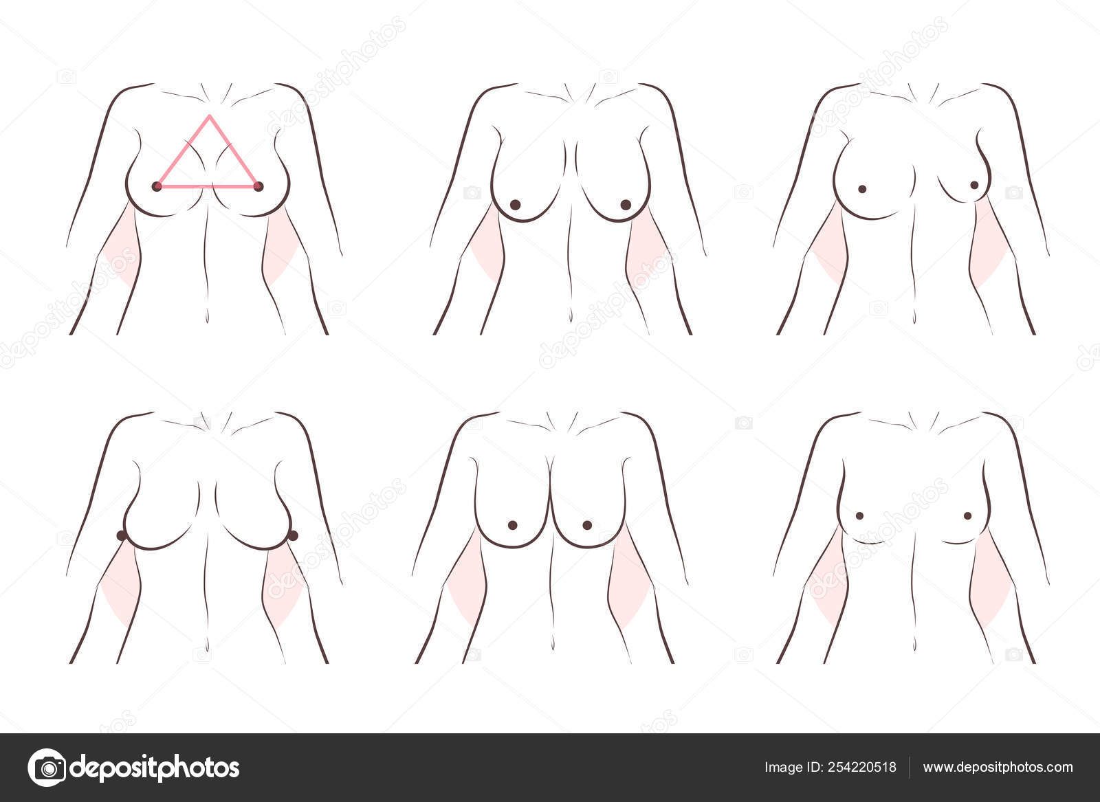 Cartoon different chest shape Stock Vector by ©estherqueen999 254220518