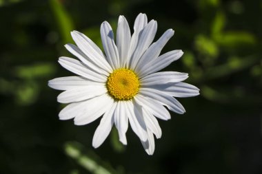 Papatya Bahçe. Rus papatya papatya beyaz çiçekler. Güzel doğa sahne ile çiçeklenme tıbbi chamomilles. Alternatif Tıp bahar Daisy. Yaz çiçek.