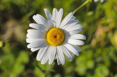 Papatya Bahçe. Rus papatya papatya beyaz çiçekler. Güzel doğa sahne ile çiçeklenme tıbbi chamomilles. Alternatif Tıp bahar Daisy. Yaz çiçek.