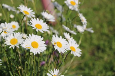 Papatya Bahçe. Rus papatya papatya beyaz çiçekler. Güzel doğa sahne ile çiçeklenme tıbbi chamomilles. Alternatif Tıp bahar Daisy. Yaz çiçek.