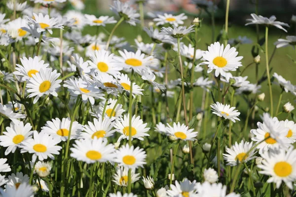 Jardim Camomila Flores Brancas Margarida Camomila Russa Bela Cena Natureza — Fotografia de Stock
