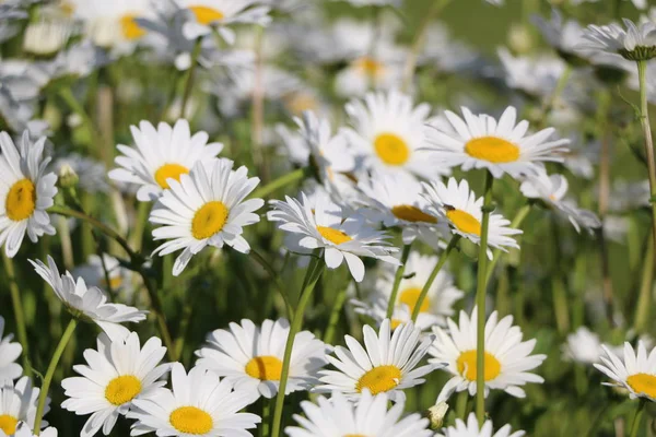 Papatya Bahçe. Rus papatya papatya beyaz çiçekler. Güzel doğa sahne ile çiçeklenme tıbbi chamomilles. Alternatif Tıp bahar Daisy. Yaz çiçek.