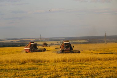 Hasat birleştirin. Eski Kombain buğday ürün üzerinde toplar buğday alan üzerinde çalışıyor hasat birleştirin. Alanında Tarım makineleri.
