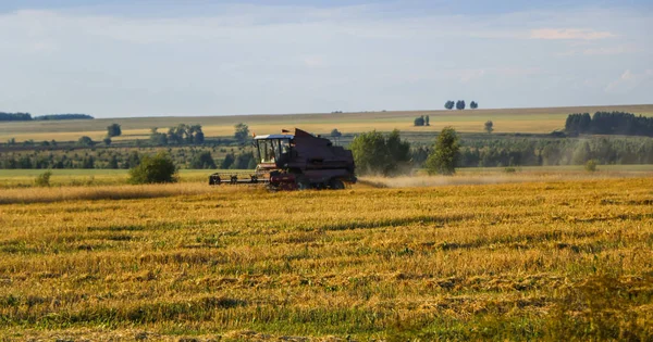 Hasat birleştirin. Eski Kombain buğday ürün üzerinde toplar buğday alan üzerinde çalışıyor hasat birleştirin. Alanında Tarım makineleri.