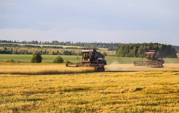 Hasat birleştirin. Eski Kombain buğday ürün üzerinde toplar buğday alan üzerinde çalışıyor hasat birleştirin. Alanında Tarım makineleri.