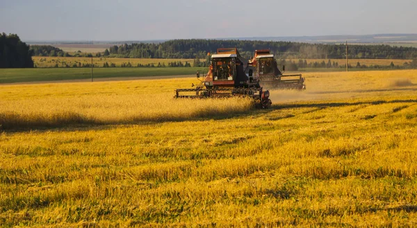 Hasat birleştirin. Eski Kombain buğday ürün üzerinde toplar buğday alan üzerinde çalışıyor hasat birleştirin. Alanında Tarım makineleri.