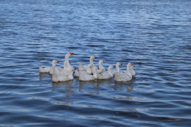 Kaz sürüsü kıyısında yürümek ve temiz sonbahar gölde yıkanmak. Tarım Evcil su kuşları için yürüyüş.
