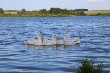 Kaz sürüsü kıyısında yürümek ve temiz sonbahar gölde yıkanmak. Tarım Evcil su kuşları için yürüyüş.