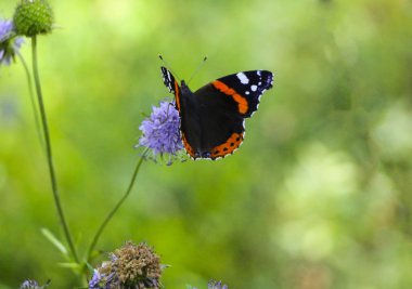 Kabarık Lila çiçek katlanmış kanatlı kelebek Amiral oturur