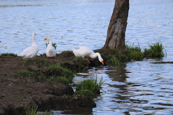 Rebanho Gansos Caminhar Costa Banhar Lago Outono Limpo Aves Aquáticas — Fotografia de Stock
