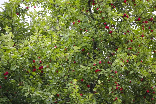 Mały Czerwony Dojrzałe Jabłka Drzewie Jasne Zielone Liście — Zdjęcie stockowe
