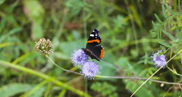 Papillon Amiral Est Assis Avec Des Ailes Pliées Sur Une — Photo