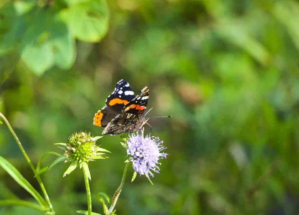 Borboleta Almirante Senta Com Asas Dobradas Flor Lilás Fofo — Fotografia de Stock