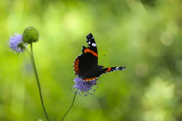 Borboleta Almirante Senta Com Asas Dobradas Flor Lilás Fofo — Fotografia de Stock