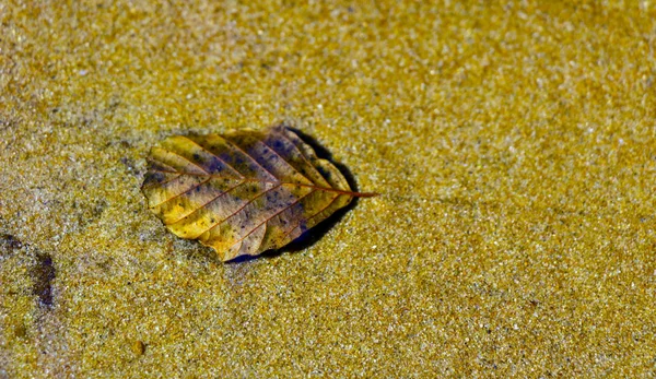 Welkes Gelbes Blatt Auf Goldenem Sand Unter Wasser — Stockfoto