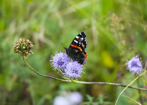 Motyl Admirał Siedzi Składane Skrzydła Puszysty Lilac Kwiat — Zdjęcie stockowe