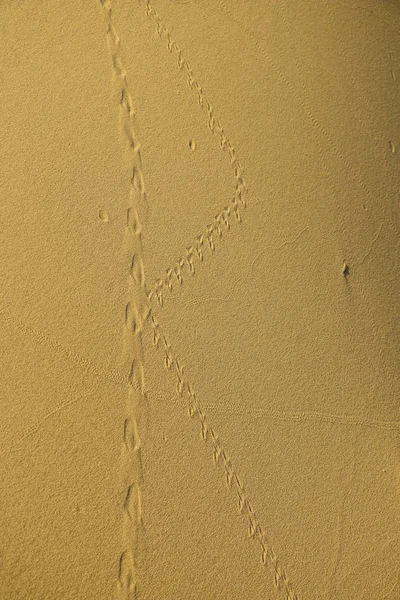 Textura Písku Písku Kariéry Různými Stopami — Stock fotografie