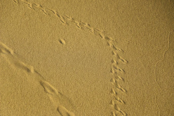 Texture Sand Sand Career Different Traces — Stock Photo, Image