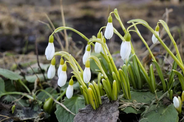 Schneeglöckchen blühen am Morgen, weicher Fokus. erste Frühlingsblumen blühen im Garten. — Stockfoto