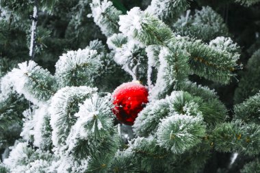 Kar-beyaz Don acı soğuk Noel kabarık ağacı, parlak renkli topları ile dekore kaplı.