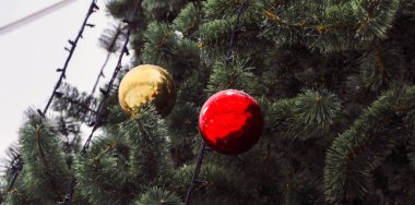 Kar-beyaz Don acı soğuk Noel kabarık ağacı, parlak renkli topları ile dekore kaplı.