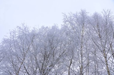 Kış manzarası içinde acı soğuk beyaz kabarık Frost bulutlu hava ağaçlarda.