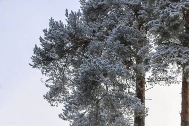 Kış manzarası içinde acı soğuk beyaz kabarık Frost bulutlu hava ağaçlarda.
