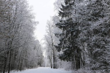 Kış manzarası içinde acı soğuk beyaz kabarık Frost bulutlu hava ağaçlarda.
