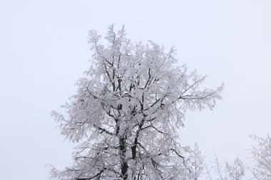 Kış manzarası içinde acı soğuk beyaz kabarık Frost bulutlu hava ağaçlarda.