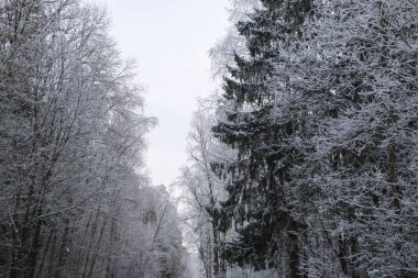 bulutlu havalarda, acı soğuk beyaz kabarık Frost ağaçları kış manzarası.