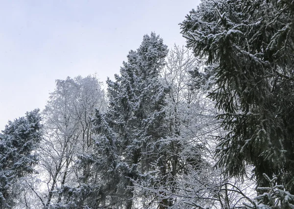 Winterlandschaft Bei Trübem Wetter Bäume Weißem Flauschigem Frost Bei Bitterer — Stockfoto