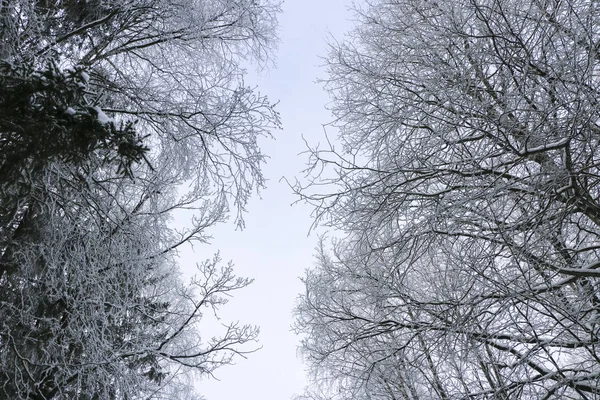 Winterlandschaft Bei Trübem Wetter Bäume Weißem Flauschigem Frost Bei Bitterer — Stockfoto