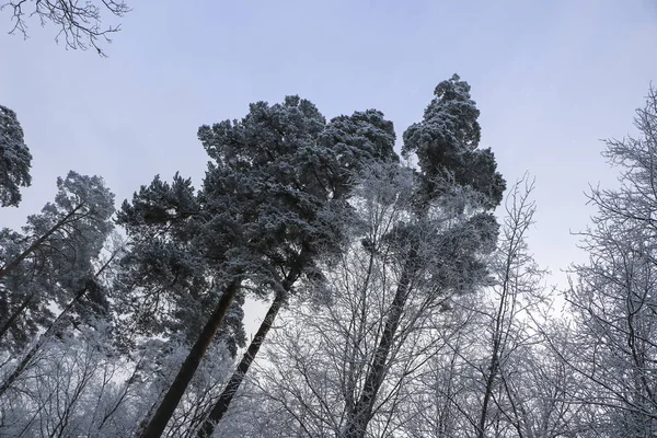 Winterlandschaft bei trübem Wetter, Bäume in weißem, flauschigem Frost bei bitterer Kälte. — Stockfoto