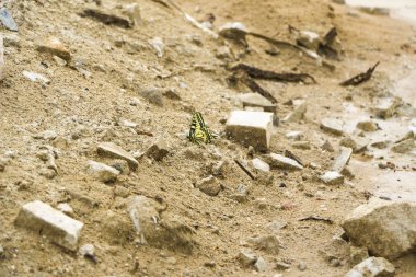 sarı kelebek machaon kum ve inşaat artıkları depolama arka plan üzerinde