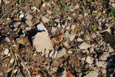 spread ile güzel ihale kelebek ısıtır kadar güneşin bir taş üzerinde kanatları