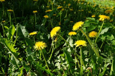 çiçek açan karahindiba. Güneşli havalarda tıbbi bitki parlak sarı çiçek.