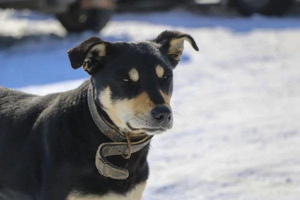Jonge Hond Met Kraag Winter Grote Zwarte Puppy Bevriest Sterke — Stockfoto