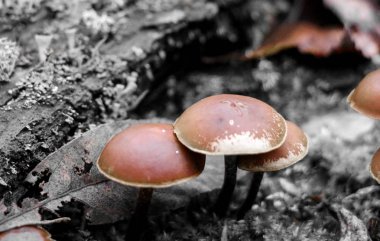 Mantar mantar. parlak küçük Zehirli mantar mantarı grup psilosibin