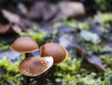 Mantar mantar. parlak küçük Zehirli mantar mantarı grup psilosibin