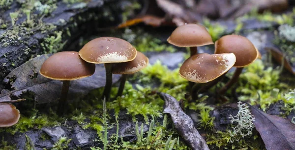 Mushrooms toadstools. bright small poisonous mushrooms toadstool group psilocybin