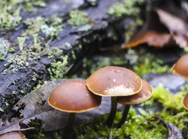 Mushrooms toadstools. bright small poisonous mushrooms toadstool group psilocybin