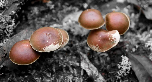 Mushrooms toadstools. bright small poisonous mushrooms toadstool group psilocybin