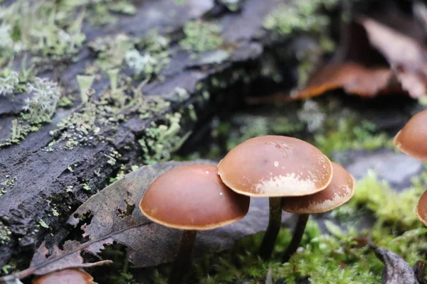 Mushrooms toadstools. bright small poisonous mushrooms toadstool group psilocybin